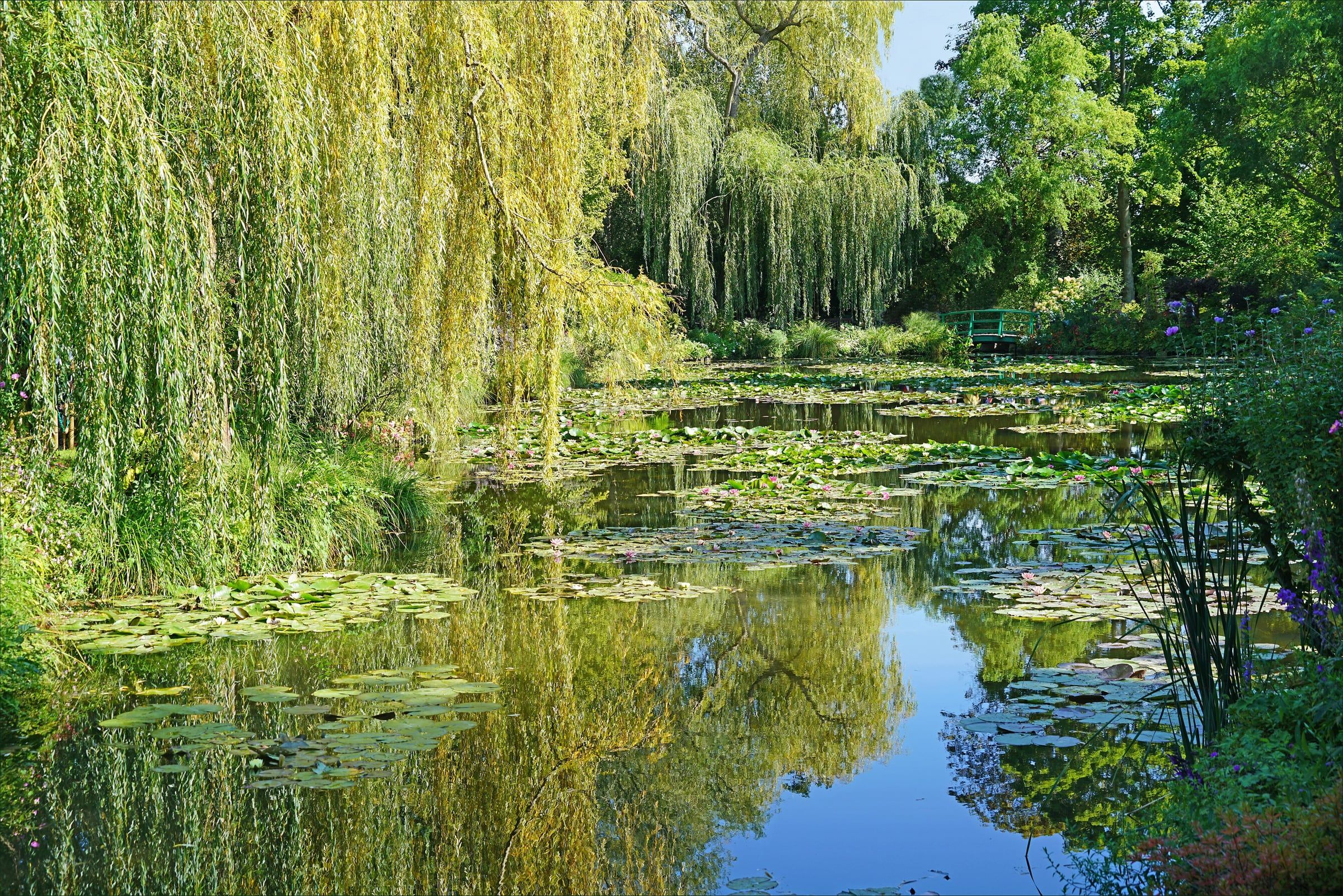 Le bassin aux nymphéas de Claude Monet, à Giverny, bordé de saules pleureurs